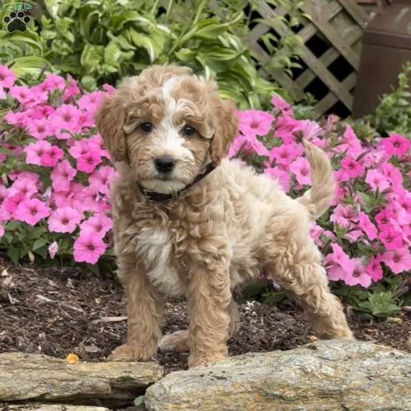 Frankie, Mini Goldendoodle Puppy