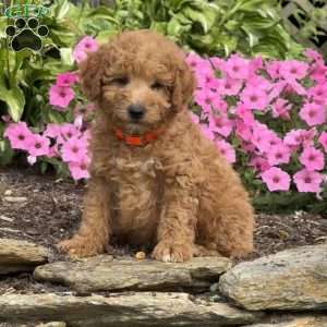 Freddy, Mini Goldendoodle Puppy
