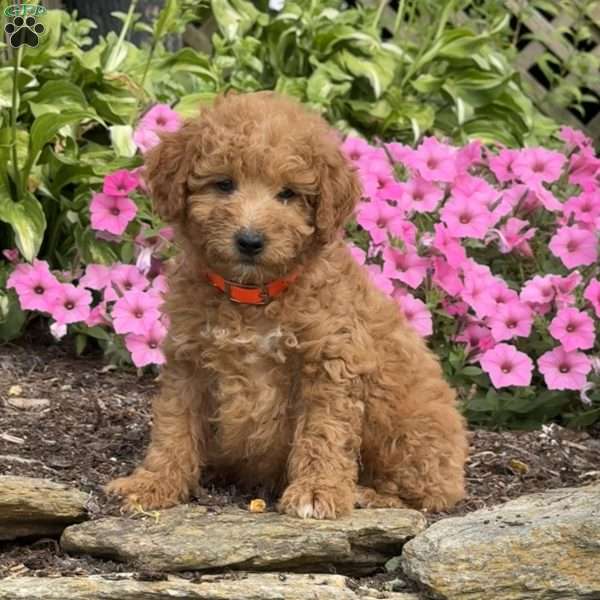Freddy, Mini Goldendoodle Puppy