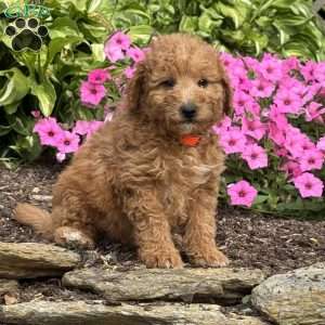 Freddy, Mini Goldendoodle Puppy