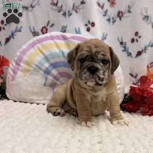 Molly, Miniature Bulldog Puppy