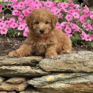 Freddy, Mini Goldendoodle Puppy