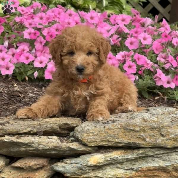 Freddy, Mini Goldendoodle Puppy