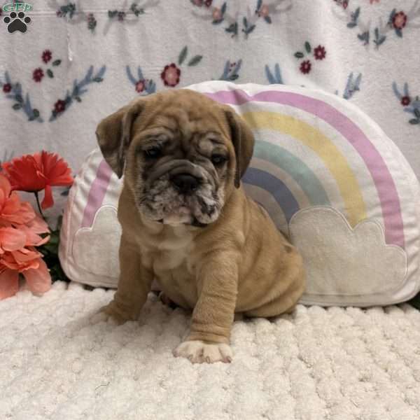 Molly, Miniature Bulldog Puppy