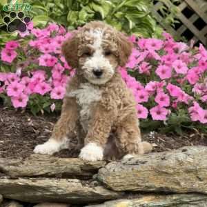 Fin, Mini Goldendoodle Puppy