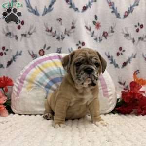 Molly, Miniature Bulldog Puppy