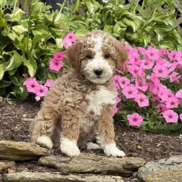 Fin, Mini Goldendoodle Puppy