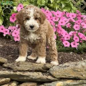 Fin, Mini Goldendoodle Puppy