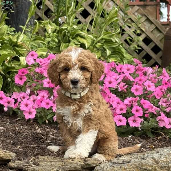 Fido, Mini Goldendoodle Puppy