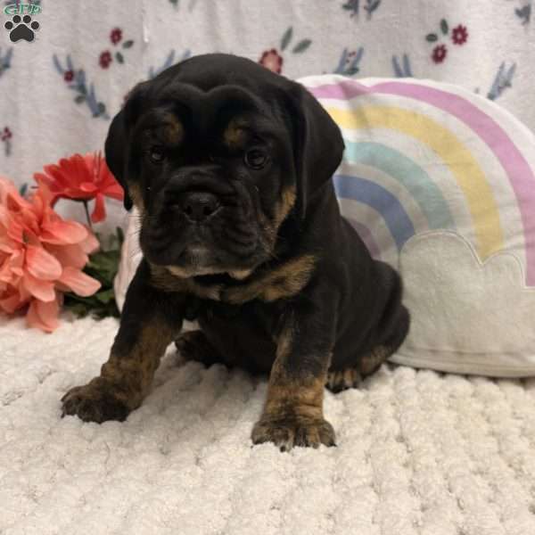 Midnight, Miniature Bulldog Puppy