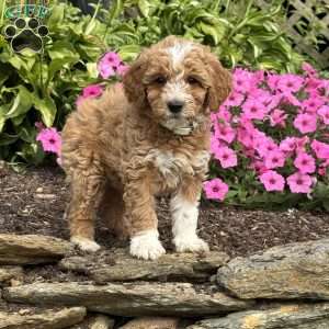 Fido, Mini Goldendoodle Puppy