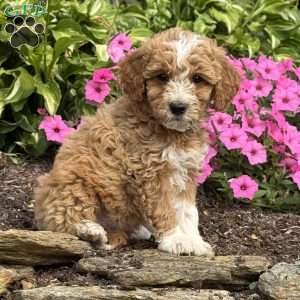 Fido, Mini Goldendoodle Puppy