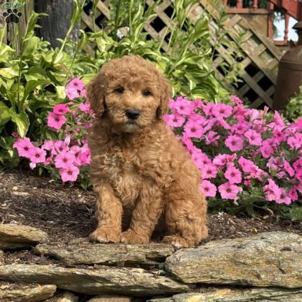 Flash, Mini Goldendoodle Puppy