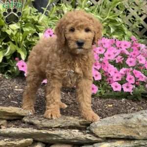Flash, Mini Goldendoodle Puppy