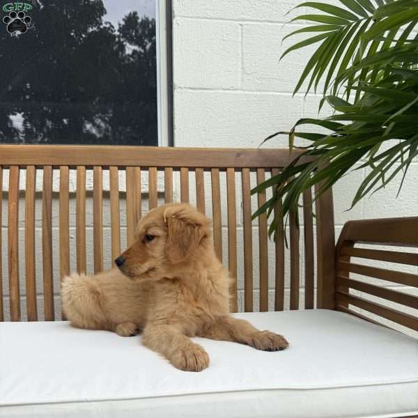 Kamp, Golden Retriever Puppy