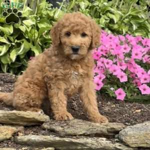 Flash, Mini Goldendoodle Puppy