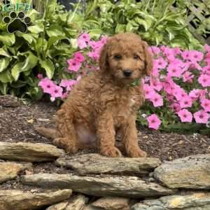 Fudge, Mini Goldendoodle Puppy