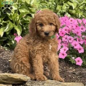 Fudge, Mini Goldendoodle Puppy