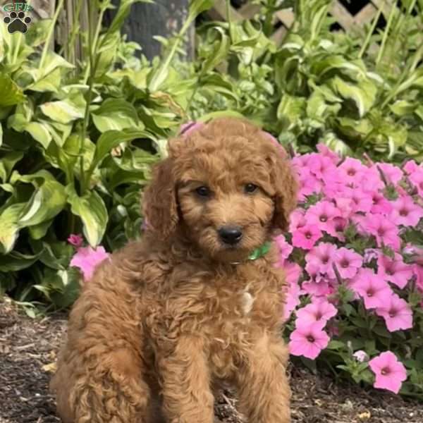 Fudge, Mini Goldendoodle Puppy