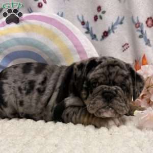 Mira, Miniature Bulldog Puppy