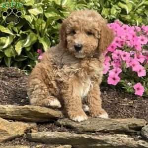 Forest, Mini Goldendoodle Puppy