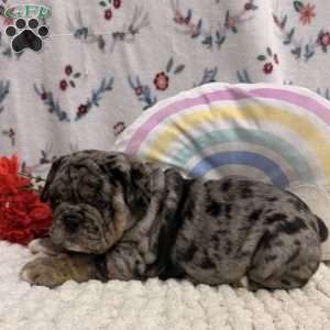 Mira, Miniature Bulldog Puppy