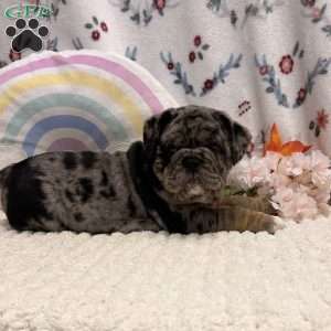 Mira, Miniature Bulldog Puppy
