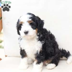 Hunter, Bernedoodle Puppy