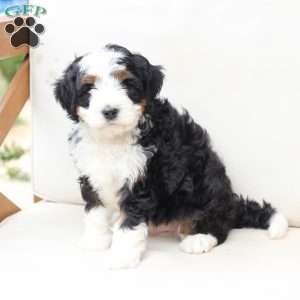 Hunter, Bernedoodle Puppy