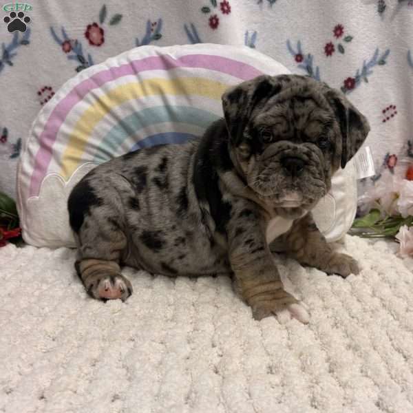 Mira, Miniature Bulldog Puppy