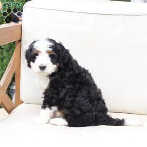 Hunter, Bernedoodle Puppy