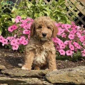 Forest, Mini Goldendoodle Puppy