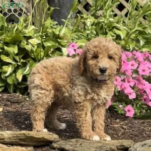 Forest, Mini Goldendoodle Puppy