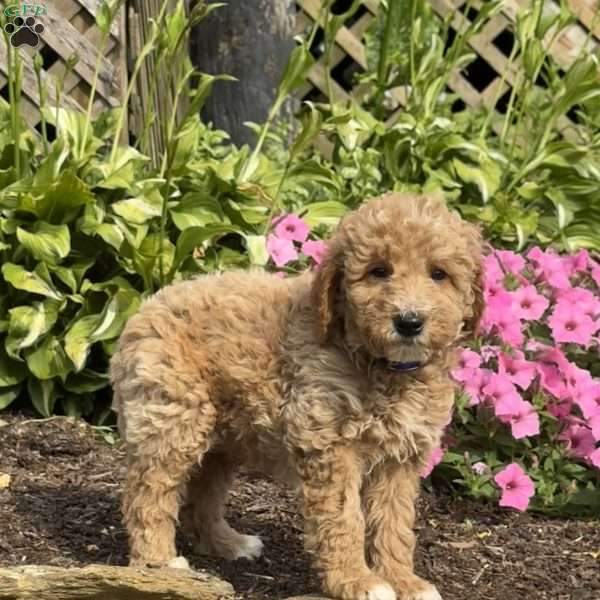 Forest, Mini Goldendoodle Puppy