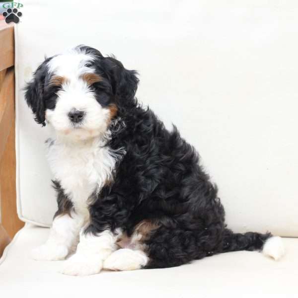 Hunter, Bernedoodle Puppy