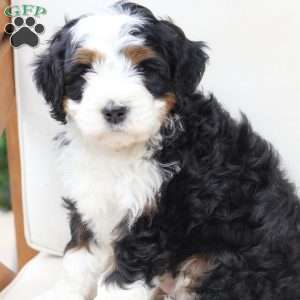 Hunter, Bernedoodle Puppy