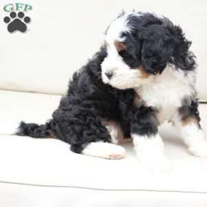 Hunter, Bernedoodle Puppy