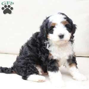 Hunter, Bernedoodle Puppy