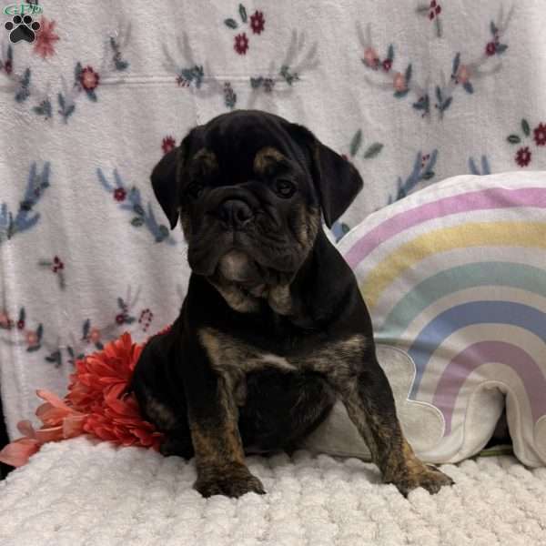 Wolf, Miniature Bulldog Puppy