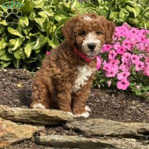 Fancy, Mini Goldendoodle Puppy