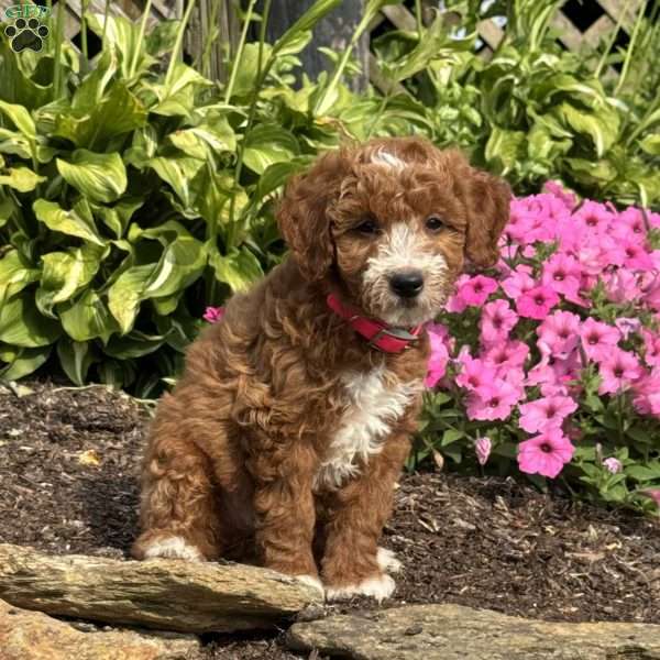 Fancy, Mini Goldendoodle Puppy