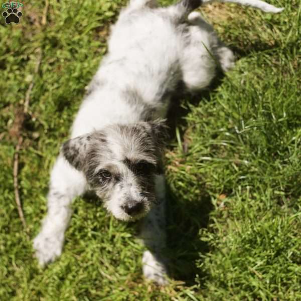 Dixie, Bernedoodle Puppy