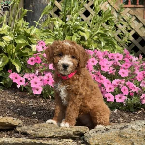 Fancy, Mini Goldendoodle Puppy