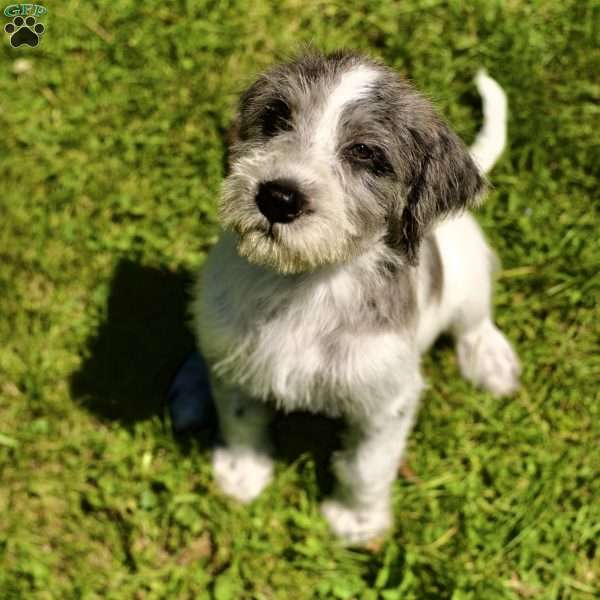 Sophie, Bernedoodle Puppy