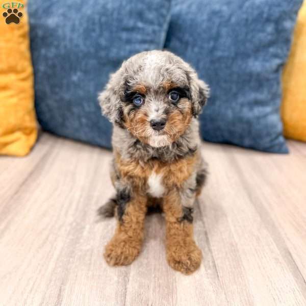 Sue, Cavapoo Puppy
