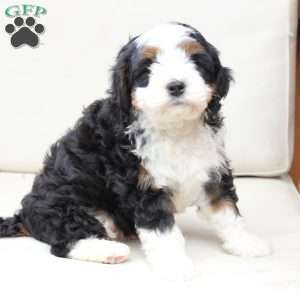 Hunter, Bernedoodle Puppy