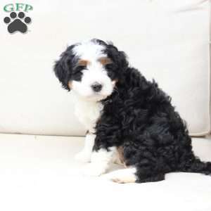 Hunter, Bernedoodle Puppy