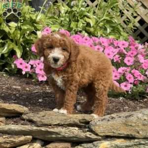 Fancy, Mini Goldendoodle Puppy
