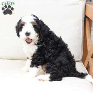 Hunter, Bernedoodle Puppy