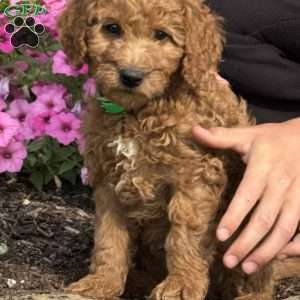 Fudge, Mini Goldendoodle Puppy